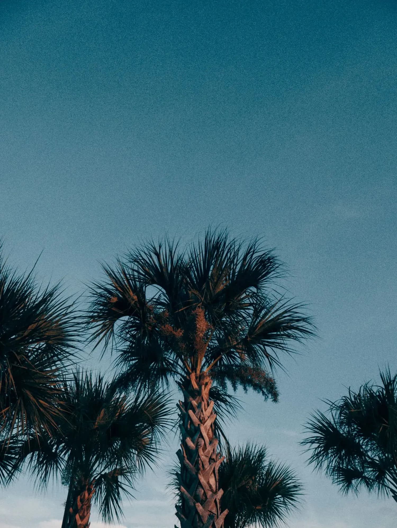 Palm trees along a sunlit Florida coastline